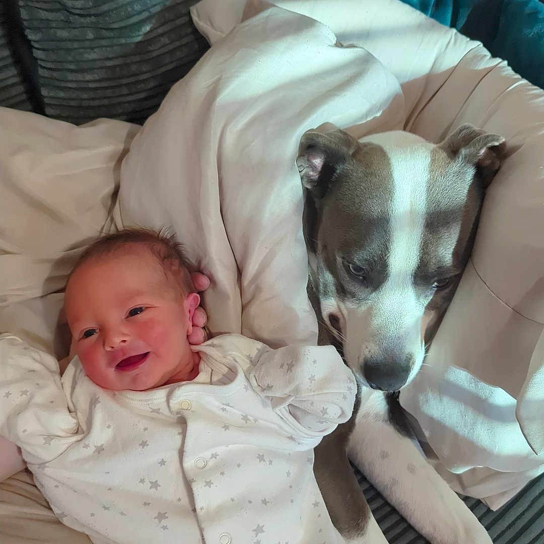 Vinnie joined the competition — help win amazing prizes! animal, baby, blanket, comfort, couch, cozy, cute, dog, face, fur, hand, human, indoor, infant, pajamas, pet, pillow, relaxation, resting, smile