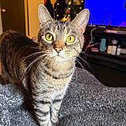 Buttons is registered to the contest to win money with this photo: cat, tabby_cat, yellow_eyes, whiskers, fur, pet, indoor, blanket, cozy, curious, alert, furniture, television, living_room, decor, wall_hanging, soft_light, closeup, domestic_animal, animal