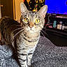 cat, tabby_cat, yellow_eyes, whiskers, fur, pet, indoor, blanket, cozy, curious, alert, furniture, television, living_room, decor, wall_hanging, soft_light, closeup, domestic_animal, animal