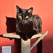 Salem a rejoint le concours — aidez-le/la à gagner de superbes lots ! black_cat, cat, cat_tree, yellow_eyes, shadow, indoor, sunlight, orange_wall, pet, animal, feline, resting, portrait, whiskers, ears, tail, scratching_post, texture, close_up, domestic_cat