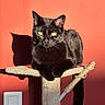 black_cat, cat, cat_tree, yellow_eyes, shadow, indoor, sunlight, orange_wall, pet, animal, feline, resting, portrait, whiskers, ears, tail, scratching_post, texture, close_up, domestic_cat
