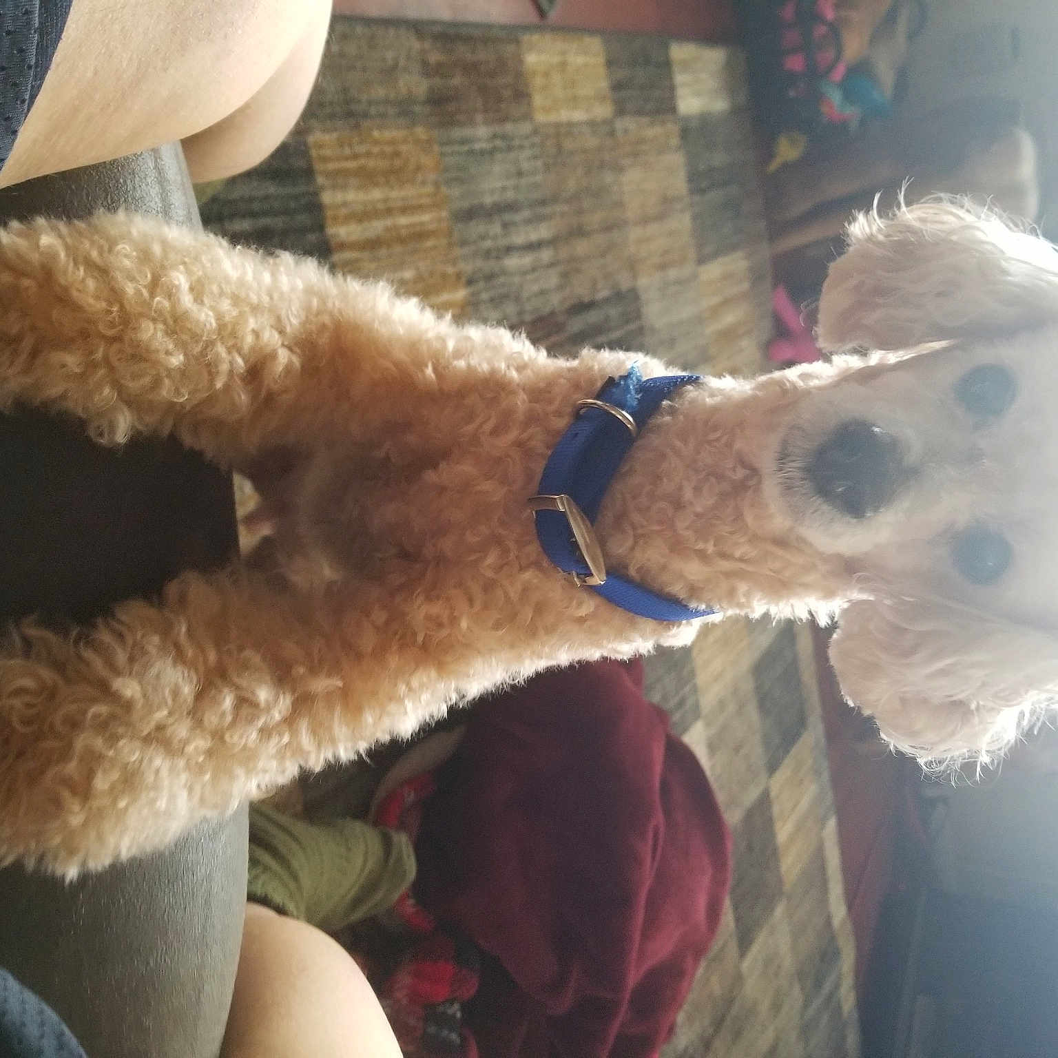 Coco joined the competition — help win amazing prizes! airedale_terrier, canidae, carnivore, collar, companion_dog, dog, dog_breed, dog_collar, ear, fang, fur, leash, llama, non_sporting_group, sporting_group, standard_poodle, tail, terrier, window, working_animal