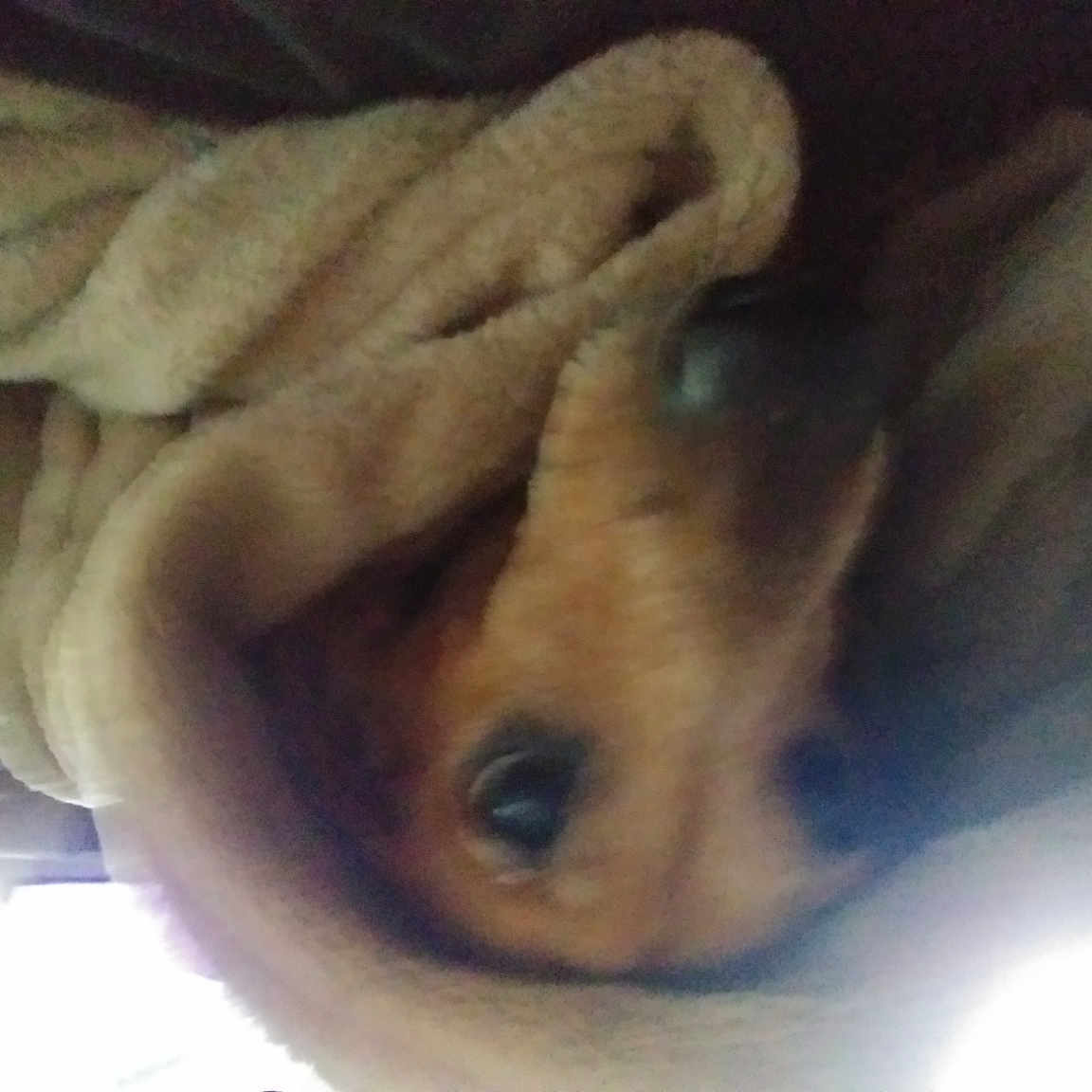 Ginger