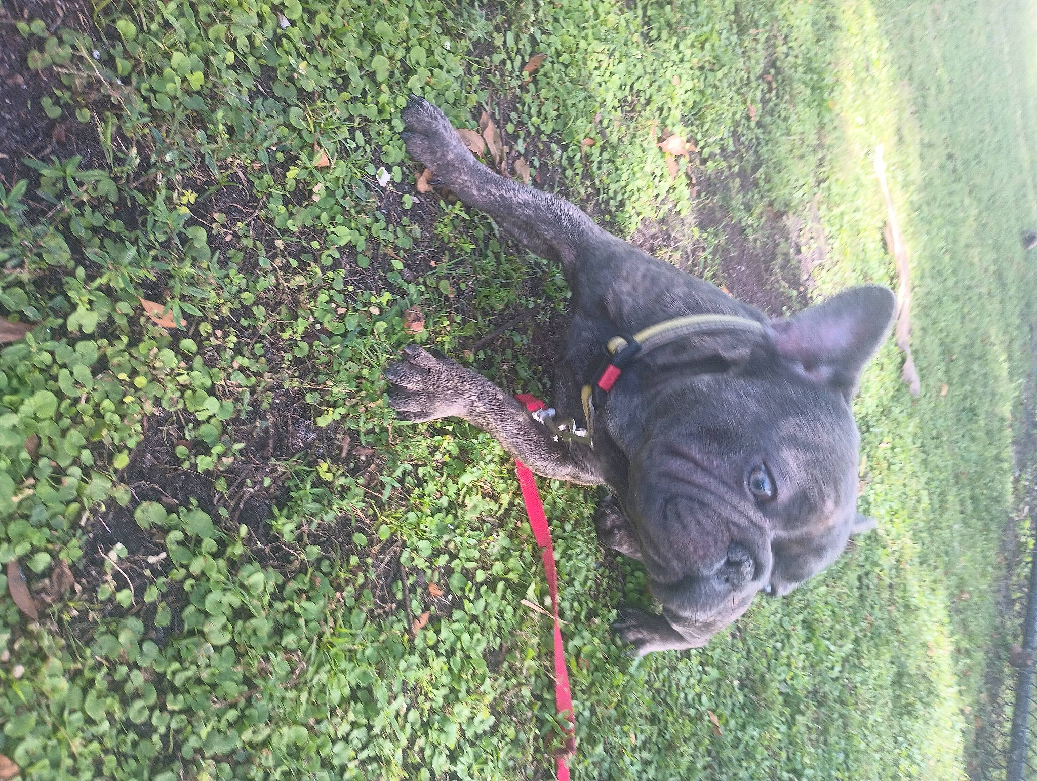 Jacob is registered to the contest to win money with this photo: canidae, carnivore, collar, companion_dog, dog, dog_breed, dog_collar, fawn, grass, groundcover, non_sporting_group, plant, shrub, snout, soil, sporting_group, tail, terrestrial_animal, whiskers, working_animal