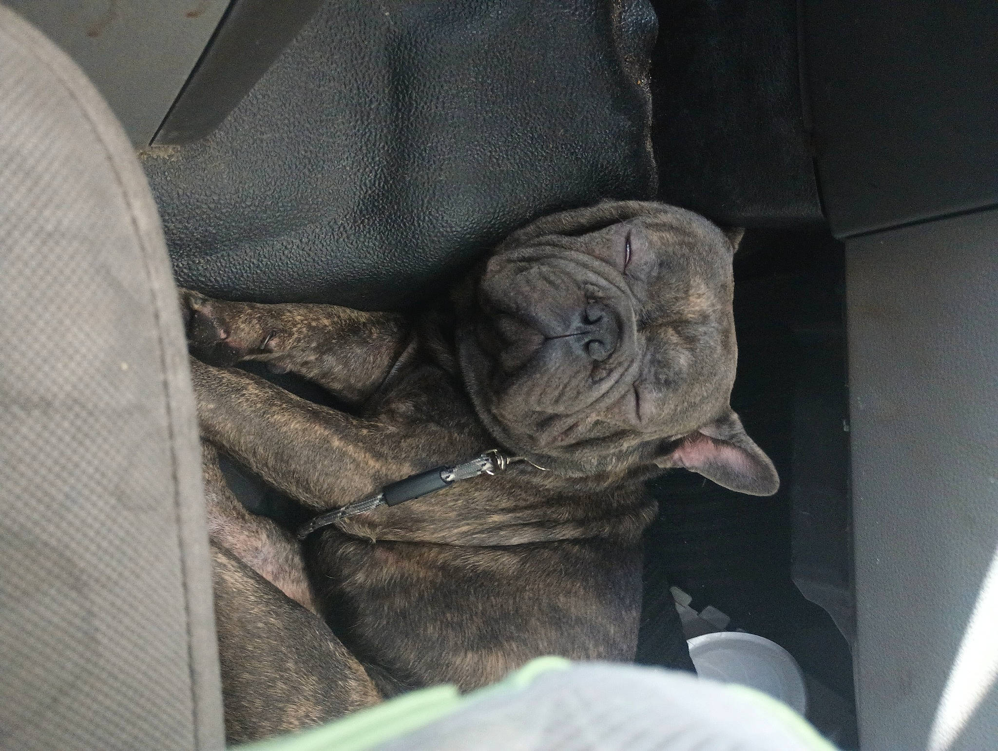 Jacob is registered to the contest to win money with this photo: auto_part, automotive_design, automotive_tire, automotive_wheel_system, car_seat, comfort, family_car, fur, grey, human_leg, pattern, pocket, sitting, sleeve, snout, sporting_group, vehicle_door, wrinkle