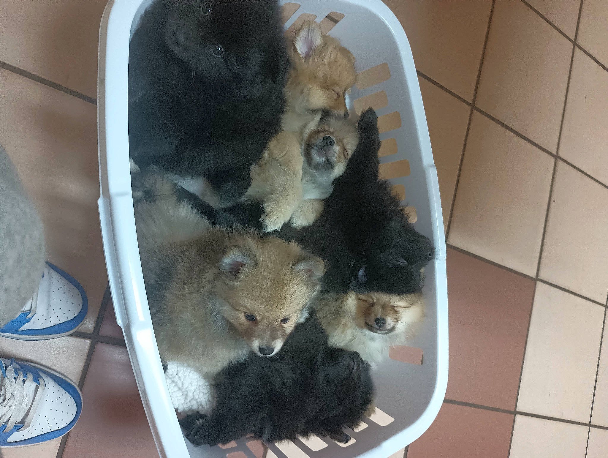 Luna is registered to the contest to win money with this photo: box, canidae, cat, companion_dog, dog_breed, domestic_short_haired_cat, fawn, felidae, fur, pet_supply, rodent, small_to_medium_sized_cats, tail, tile_flooring, whiskers, working_animal