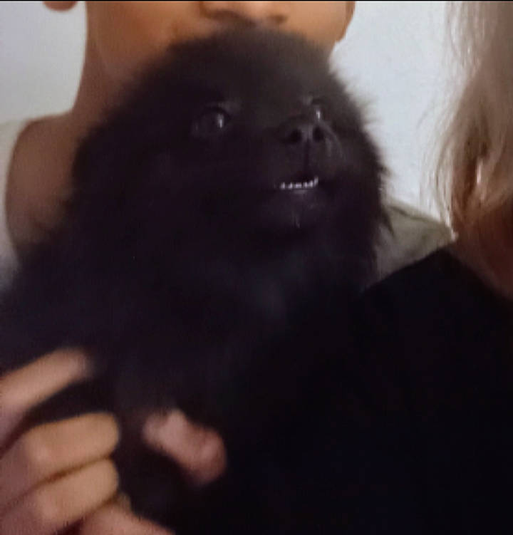 Luna is registered to the contest to win money with this photo: carnivore, companion_dog, dog_breed, felidae, flesh, fur, gesture, liver, love, non_sporting_group, paw, pomeranian, sleeve, small_to_medium_sized_cats, snout, spitz, sporting_group, thumb, toy_dog, whiskers