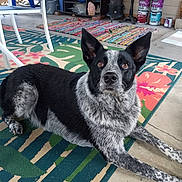 Rosco is registered to the contest to win money with this photo: alert, animal, black_and_white, chair, colorful, concrete_floor, dog, domestic, ears_up, furniture, heater, home_interior, indoor, laying_down, looking_at_camera, paint_cans, patterned_rug, pet, rug, speckled_fur