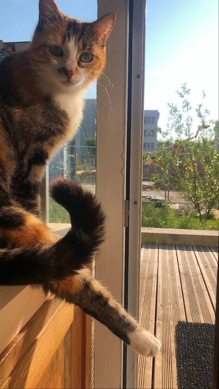 Oseille participe au concours pour gagner de l'argent avec cette photo : carnivore, cat, domestic_short_haired_cat, fawn, felidae, fur, light, morning, paw, plant, sky, small_to_medium_sized_cats, snout, tail, tints_and_shades, tree, whiskers, wildlife, window, wood