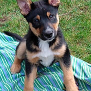 Shadow joined the competition — help win amazing prizes! puppy, dog, outdoor, grass, blanket, ears, curious, animal, pet, playful, young, fur, black, brown, white, toy, striped, nature, grassland, cute