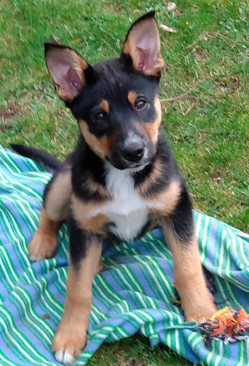 Shadow joined the competition — help win amazing prizes! puppy, dog, outdoor, grass, blanket, ears, curious, animal, pet, playful, young, fur, black, brown, white, toy, striped, nature, grassland, cute