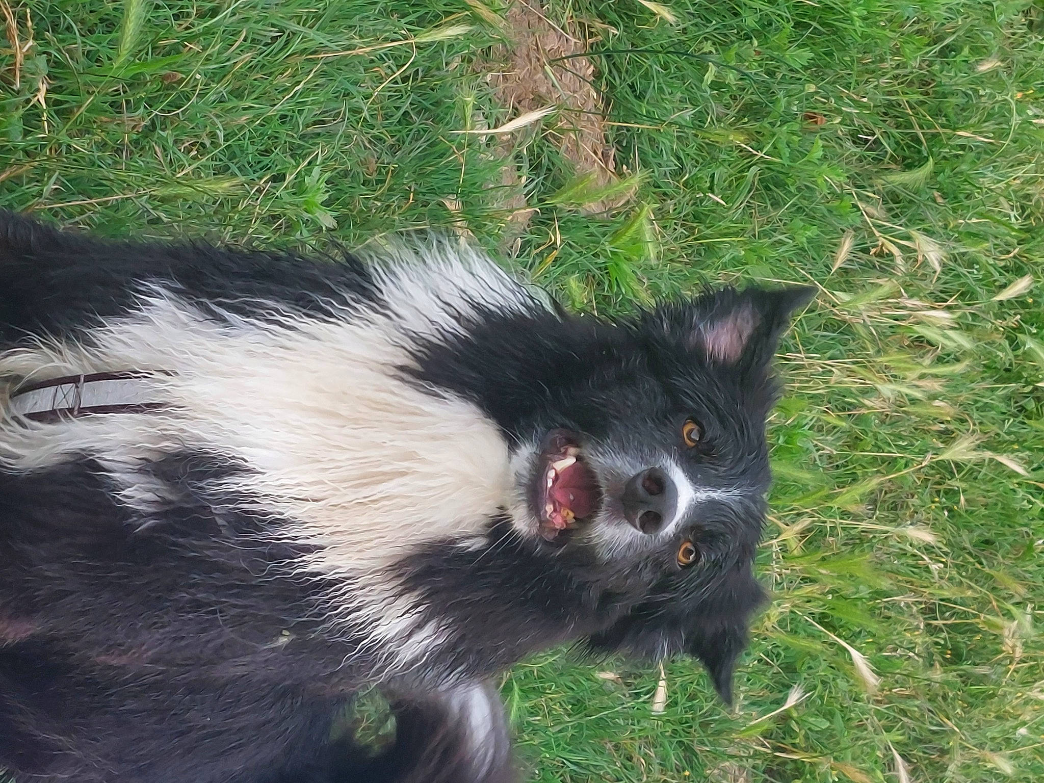 Gus participe au concours pour gagner de l'argent avec cette photo : canidae, carnivore, dog_breed, fur, grass, plant, skunk, snout, tail, terrestrial_animal, whiskers, wildlife