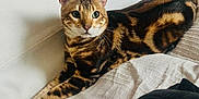 Totem participe au concours pour gagner de l'argent avec cette photo : cat, bengal_cat, pet, feline, indoor, couch, relaxing, marbled_coat, whiskers, ears, paws, curious, animal, domestic, resting, closeup, soft_light, furniture, cozy, living_room