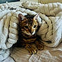 Totem a rejoint le concours — aidez-le/la à gagner de superbes lots ! cat, tabby, blanket, cozy, indoor, pet, fur, whiskers, paws, resting, comfort, soft, texture, couch, relaxed, cute, feline, animal, warm, nest