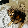 Totem participe au concours pour gagner de l'argent avec cette photo : cat, bengal_cat, animal, pet, feline, lying_down, blanket, couch, indoor, fur, striped, whiskers, paw, relaxed, cozy, comfortable, home, mammal, resting, domestic