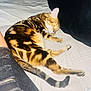 animal, bed, bengal_cat, blanket, cat, cozy, domestic_cat, fur, indoor, jeans, person, pet, pillow, relaxing, resting, ripped_clothing, sleepy, spotted, striped, tail