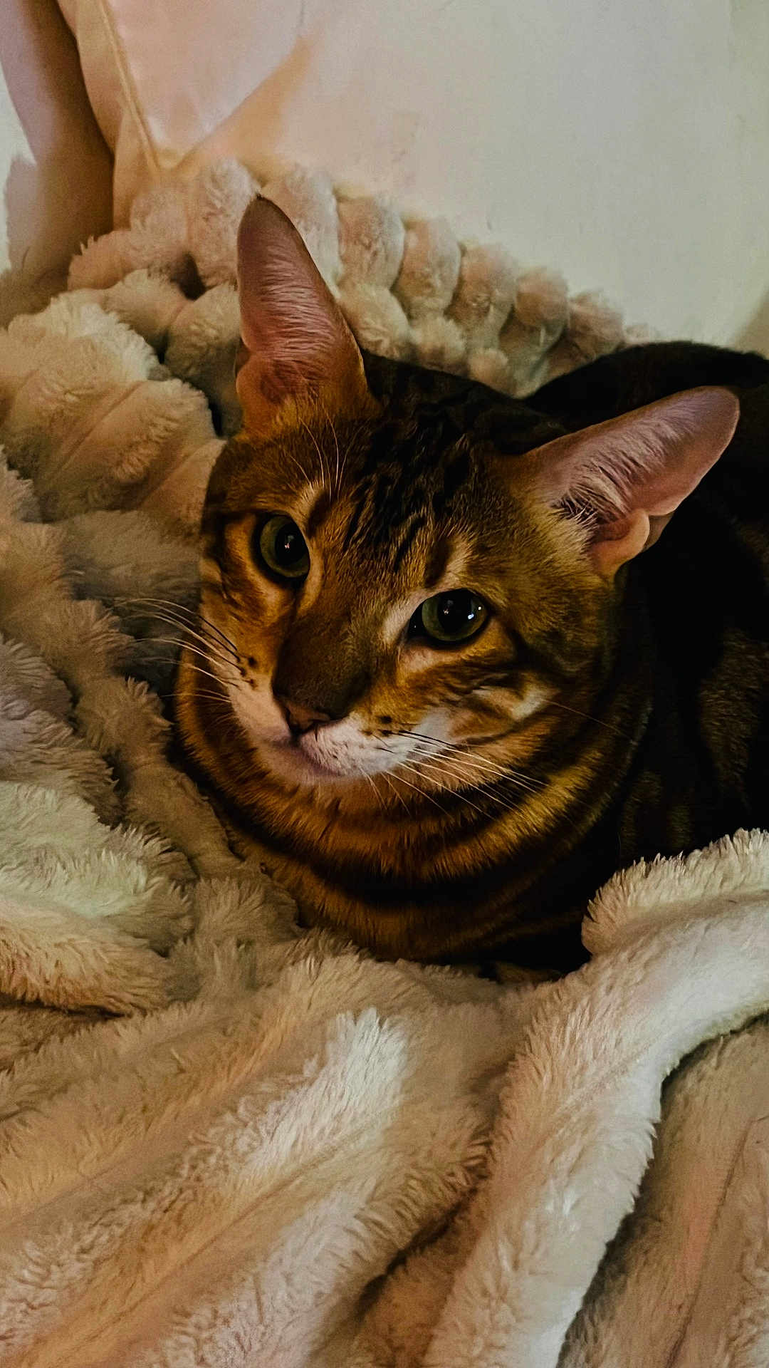 Totem a rejoint le concours — aidez-le/la à gagner de superbes lots ! cat, tabby, pet, animal, feline, whiskers, ears, eyes, blanket, cozy, indoor, fur, resting, cute, closeup, soft, comfort, relaxed, home, portrait