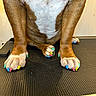 animal, black_mat, brown_and_white, chest, close_up, colorful_nails, dog, front_paws, funny, grooming, grooming_table, indoor, legs, nail_polish, paws, pet, salon, short_hair, sitting, veterinary