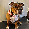 animal, bandana, brown_and_white, bulldog, canine, cherry_pattern, close_up, colorful_nails, dog, floppy_ears, front_facing, grooming_table, indoor, nail_polish, pet, portrait, serious_expression, short_coat, sitting, wrinkled_face