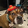 animal, appliances, beads, brown_dog, canine, close_up, collar, costume, dog, festive, funny, hat, indoors, kitchen, looking_at_camera, pet, portrait, short_hair, sombrero, tiled_floor