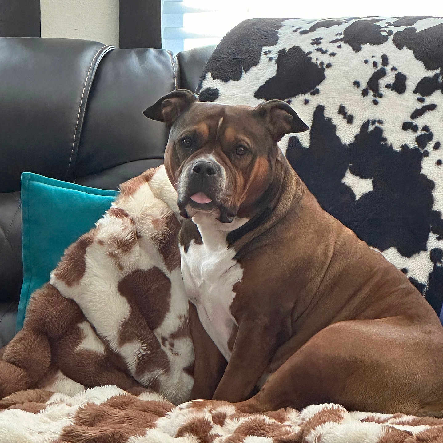 Abbey Girl