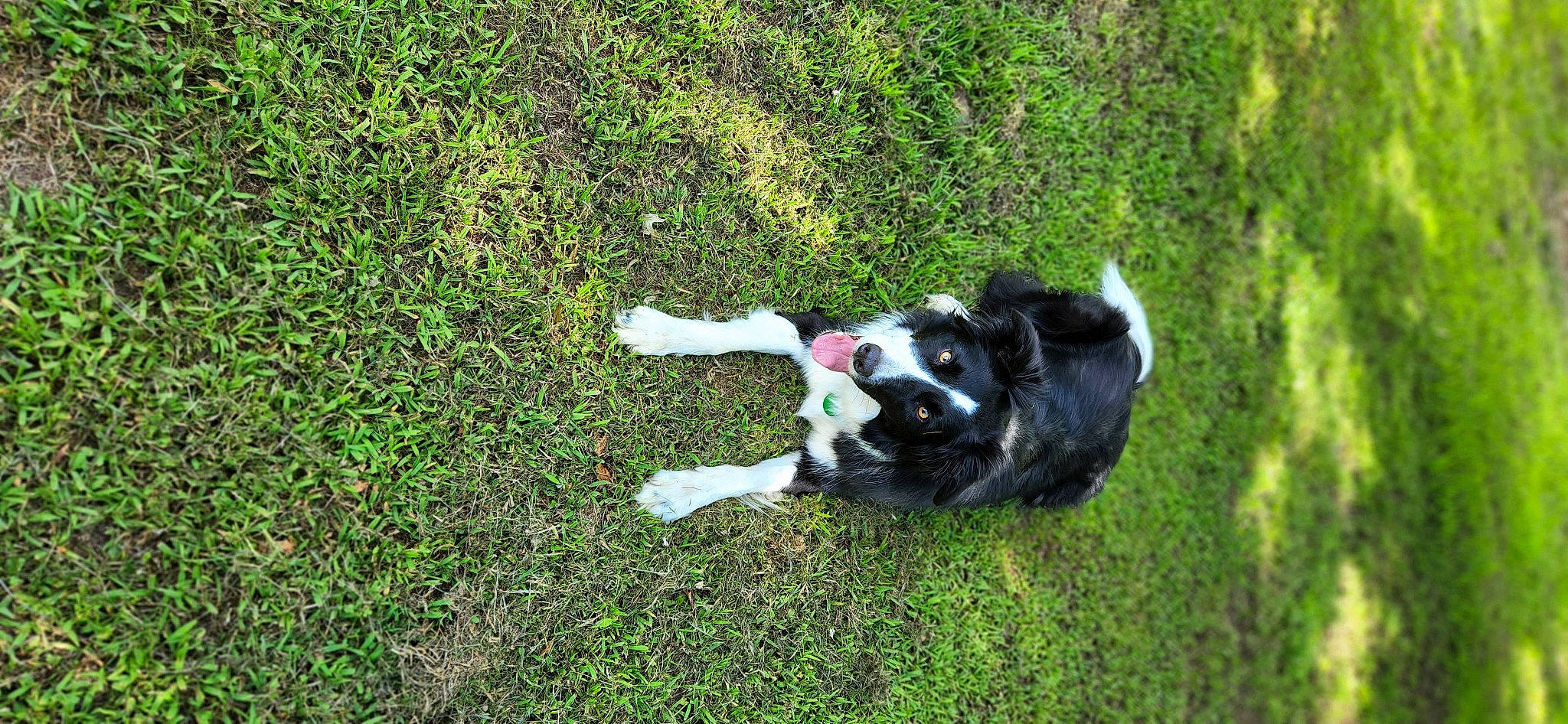 Sadie is registered to the contest to win money with this photo: bovine, canidae, carnivore, companion_dog, dog, dog_breed, fur, grass, grass_family, grassland, groundcover, pasture, plant, shrub, soil, spaniel, sporting_group, tail, terrestrial_animal, working_animal