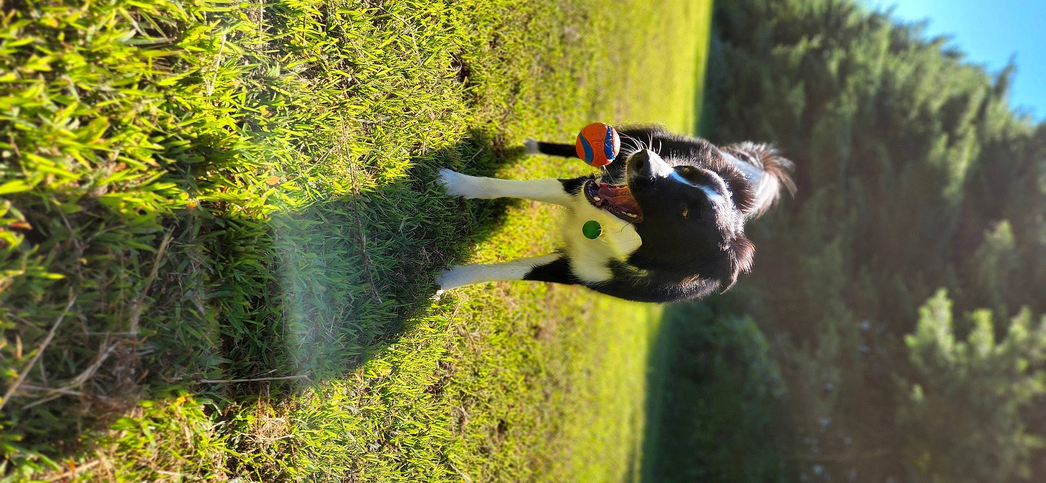 Sadie is registered to the contest to win money with this photo: dog, extreme_sport, forest, fun, grass, jungle, landscape, lawn, leisure, nature_reserve, organism, people_in_nature, plant, recreation, shrub, sporting_group, tree, vegetation, water, wilderness