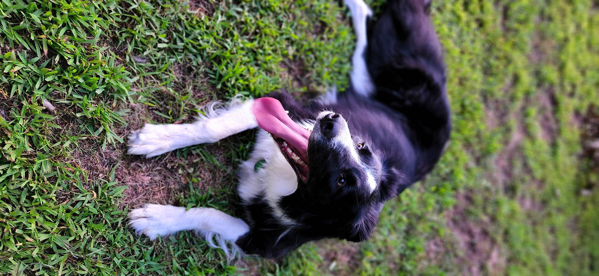 Sadie is registered to the contest to win money with this photo: border_collie, canidae, carnivore, companion_dog, dog, dog_breed, fawn, fur, grass, non_sporting_group, paw, plant, puppy, snout, spaniel, sporting_group, tail, terrestrial_animal, working_animal, working_dog
