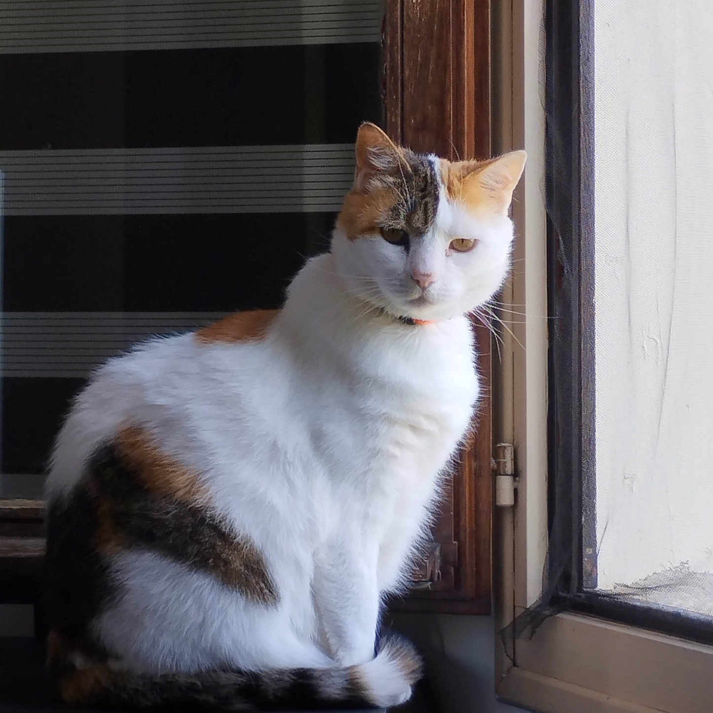 Jasmine a rejoint le concours — aidez-le/la à gagner de superbes lots ! abyssinian, angora, animal, cat, curtain, egyptiancat, homedecor, kitten, manx, pet, siamese, window, windowshade, windowsill