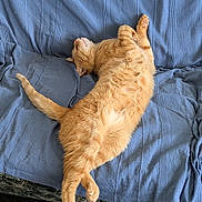 Tenko participe au concours pour gagner de l'argent avec cette photo : cat, ginger_cat, orange_fur, pet, animal, sleeping, lounging, upside_down, paws, tail, whiskers, sofa, couch, blue_blanket, indoor, living_room, relaxed, funny_pose, cozy, photography