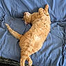 cat, ginger_cat, orange_fur, pet, animal, sleeping, lounging, upside_down, paws, tail, whiskers, sofa, couch, blue_blanket, indoor, living_room, relaxed, funny_pose, cozy, photography