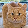 cat, orange_tabby, ginger_cat, feline, pet, animal, whiskers, green_eyes, fur, loaf_position, sitting, close_up, portrait, indoors, balcony, window, blurred_background, soft_lighting, cute, photography