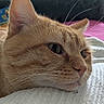 Tenko a rejoint le concours — aidez-le/la à gagner de superbes lots ! cat, ginger_cat, orange_cat, feline, pet, close_up, portrait, whiskers, ears, eyes, nose, fur, resting, lounging, blanket, couch, indoors, cozy, home, animal_photography