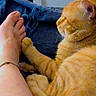 Tenko a rejoint le concours — aidez-le/la à gagner de superbes lots ! cat, orange_cat, tabby, pet, animal, paw, whiskers, fur, relaxed, playful, human_foot, human_leg, blanket, blue_blanket, indoors, home, cuddling, sitting, closeup, funny