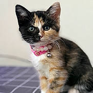 Stormy joined the competition — help win amazing prizes! kitten, calico, cat, pet, collar, bell, beads, fur, whiskers, cute, animal, indoor, curious, portrait, young, feline, closeup, sitting, soft, background_blur