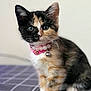 kitten, calico, cat, pet, collar, bell, beads, fur, whiskers, cute, animal, indoor, curious, portrait, young, feline, closeup, sitting, soft, background_blur