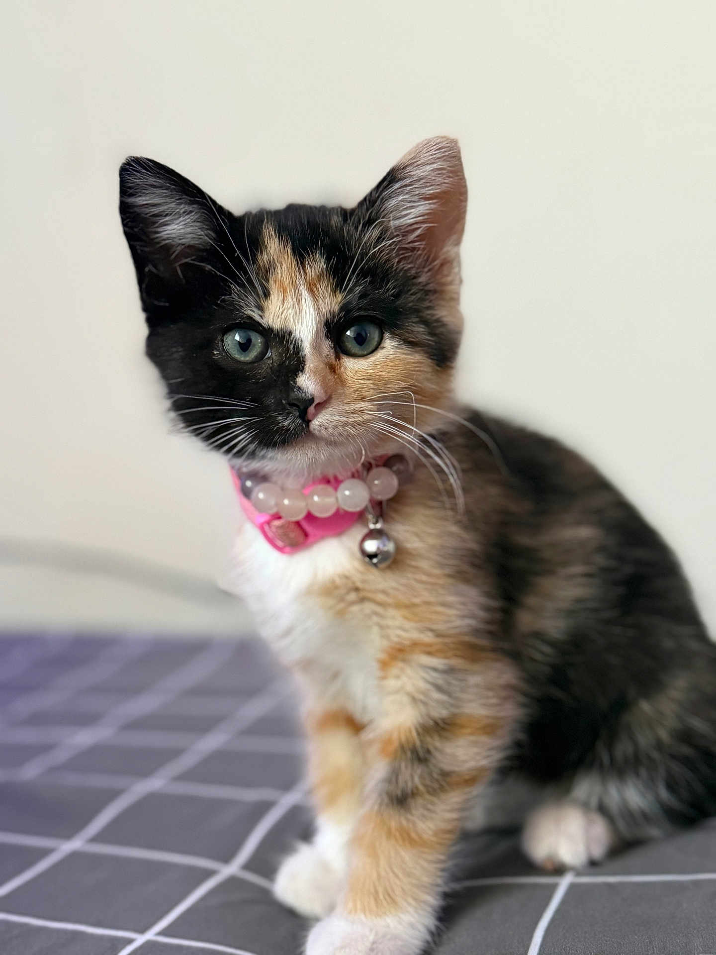 Stormy joined the competition — help win amazing prizes! kitten, calico, cat, pet, collar, bell, beads, fur, whiskers, cute, animal, indoor, curious, portrait, young, feline, closeup, sitting, soft, background_blur
