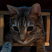 Mushu a rejoint le concours — aidez-le/la à gagner de superbes lots ! animal, cat, close_up, curious, cute, dark_background, domestic_animal, ears, face, feline, indoor, looking, mammal, paw, pet, portrait, striped, tabby_cat, whiskers, wooden_frame