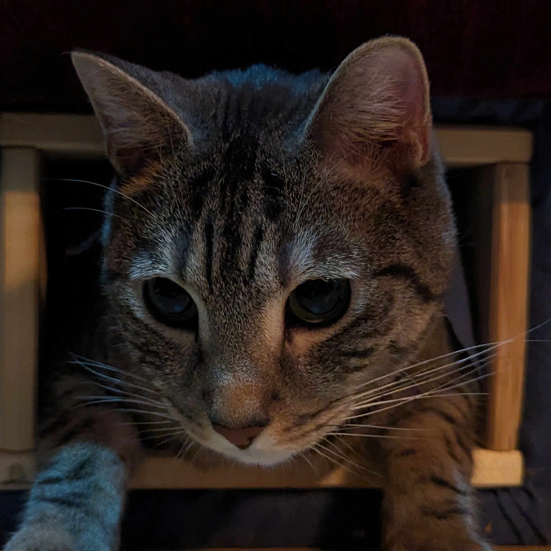 Mushu a rejoint le concours — aidez-le/la à gagner de superbes lots ! animal, cat, close_up, curious, cute, dark_background, domestic_animal, ears, face, feline, indoor, looking, mammal, paw, pet, portrait, striped, tabby_cat, whiskers, wooden_frame