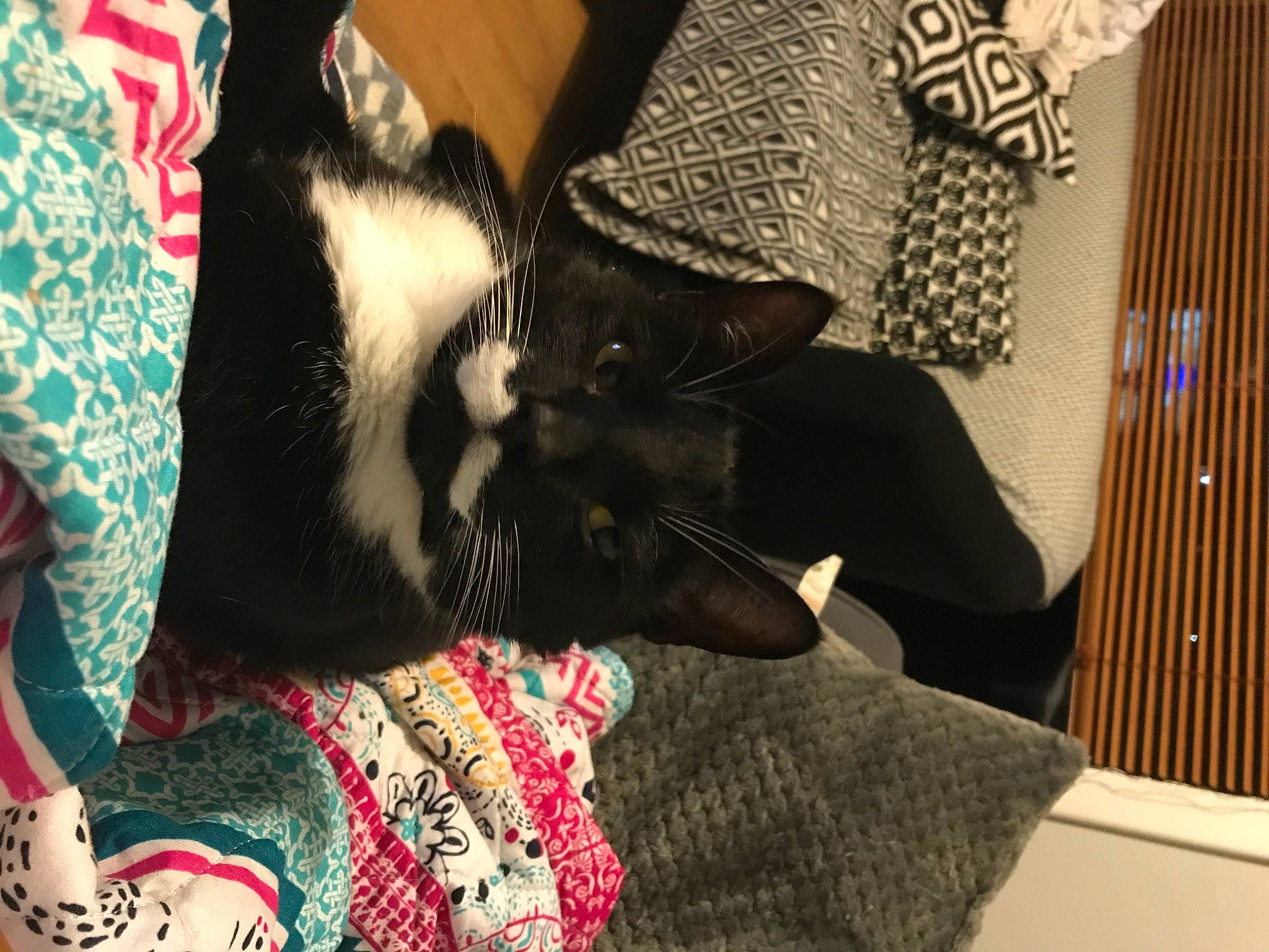 Spanner is registered to the contest to win money with this photo: beard, carnivore, cat, comfort, companion_dog, cool, eyewear, felidae, gesture, human_leg, nail, neck, pattern, plaid, sleeve, small_to_medium_sized_cats, tartan, thigh, whiskers, wrist