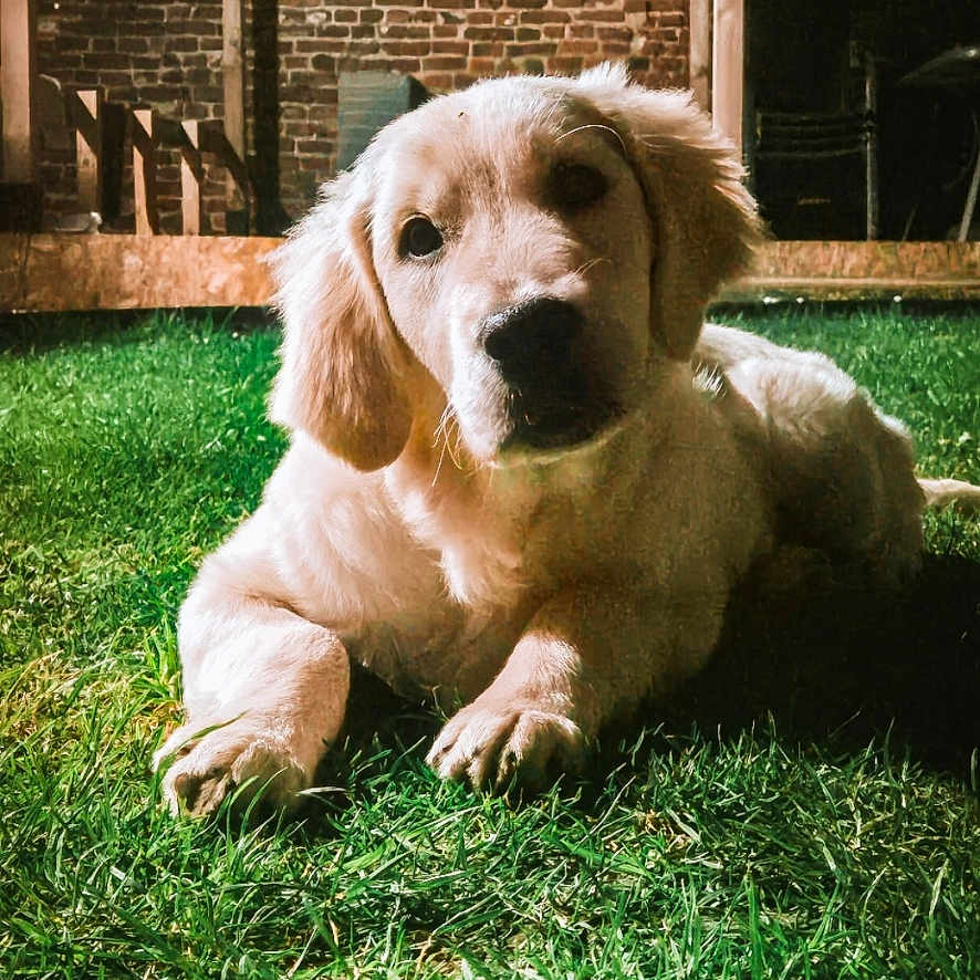 Nala a rejoint le concours — aidez-le/la à gagner de superbes lots ! animal, architecture, backyard, brick, building, canine, dog, goldenretriever, grass, house, housing, lawn, nature, outdoors, pet, plant, porch, puppy, shelter, yard