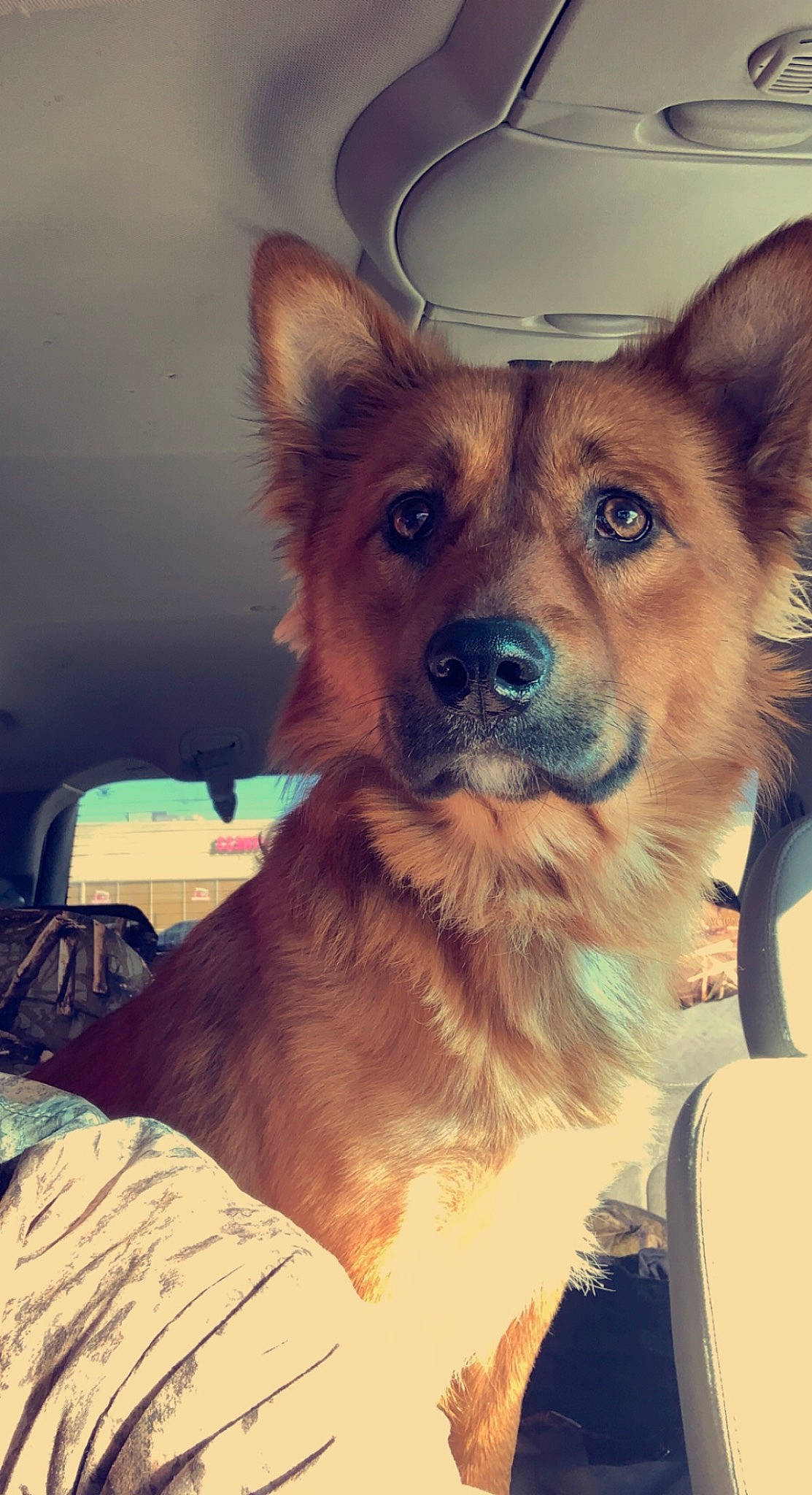 Tucker Joe joined the competition — help win amazing prizes! canidae, carnivore, companion_dog, dog, dog_breed, dog_collar, door, fawn, fur, snout, sporting_group, terrestrial_animal, whiskers, window, windshield, working_animal, working_dog