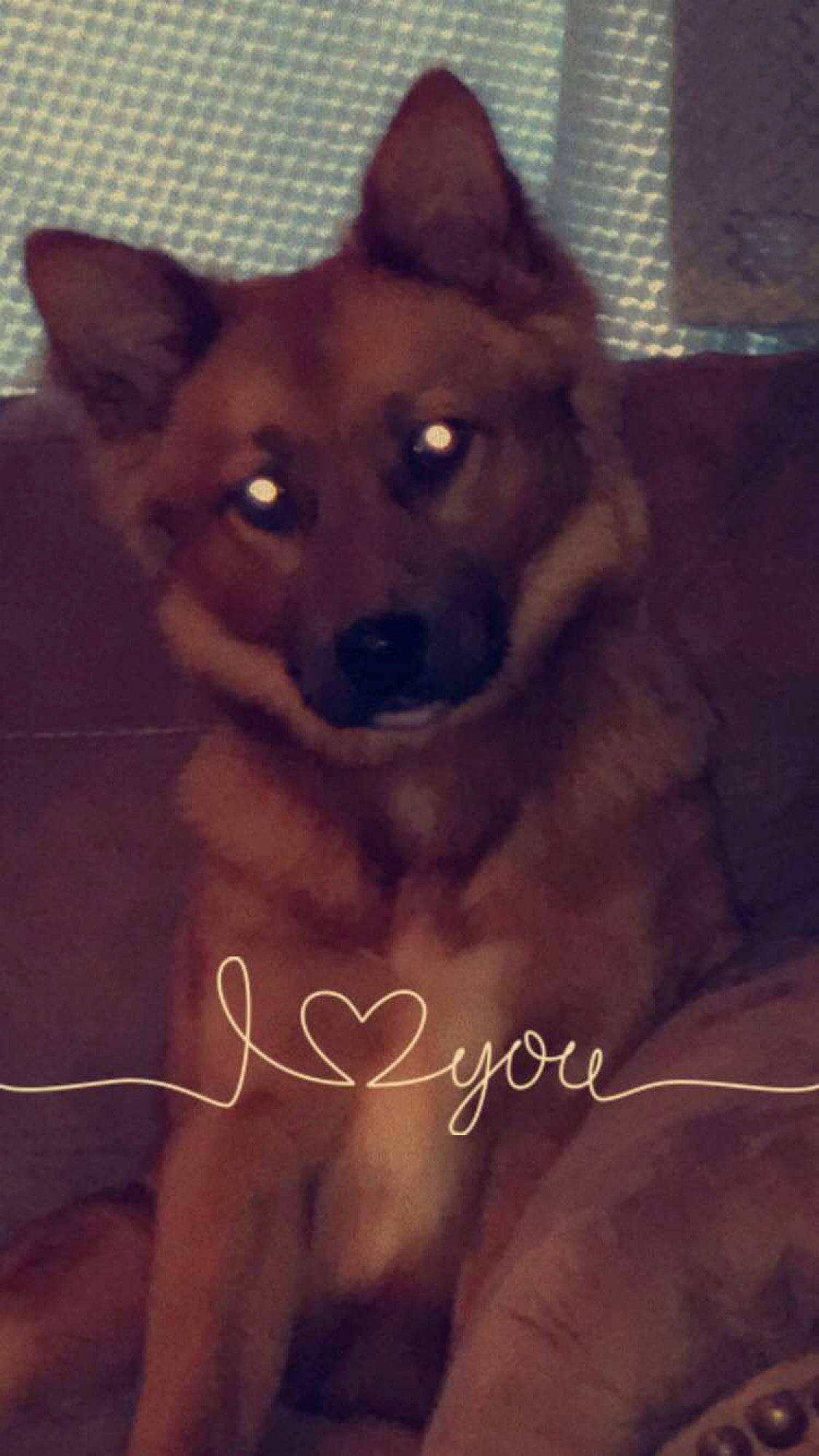 Tucker Joe is registered to the contest to win money with this photo: ancient_dog_breeds, carnivore, companion_dog, dog, dog_breed, fawn, fur, non_sporting_group, photo_caption, snout, terrestrial_animal, whiskers, working_animal