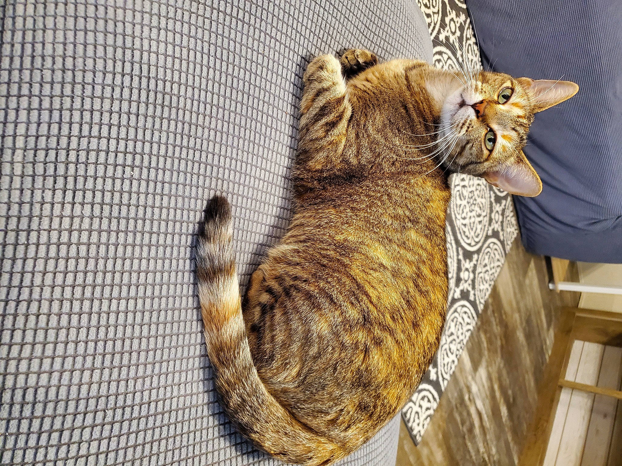 Gem is registered to the contest to win money with this photo: bag, basket, carnivore, cat, claw, comfort, domestic_short_haired_cat, fawn, felidae, fur, hat, mesh, small_to_medium_sized_cats, snout, storage_basket, tail, thread, whiskers, wildlife, wood