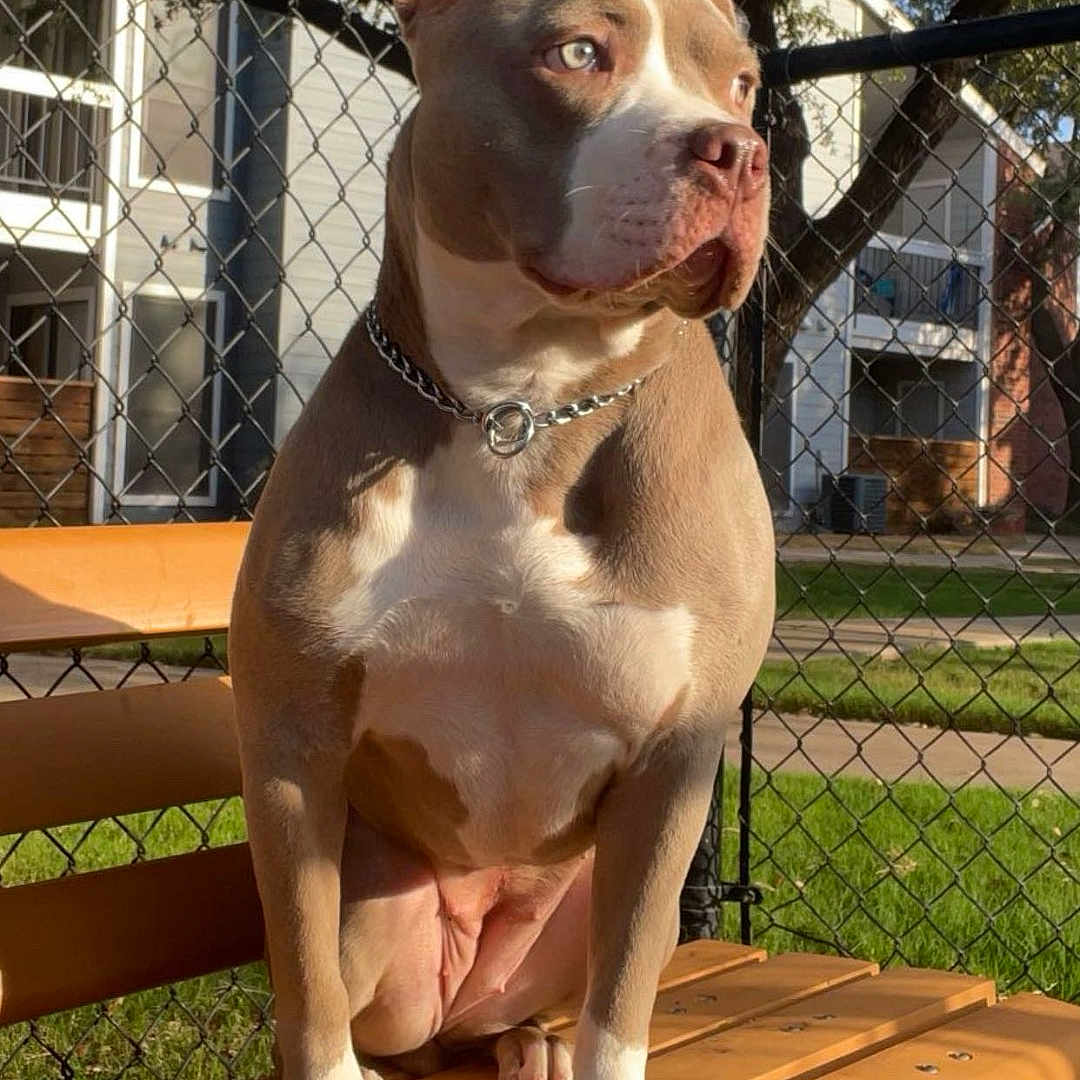 Andromeda joined the competition — help win amazing prizes! apartment, bench, brown, building, canine, chain_link_fence, collar, daylight, dog, grass, nature, outdoor, park, paw, pet, shadow, sitting, sunlight, tree, white