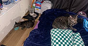 Mongol And Shotgun is registered to the contest to win money with this photo: animal, bed, blanket, cat, clutter, curtain, domestic, eating, floor, food_bowl, furniture, grooming, household_items, indoor, pet, pillow, resting, tabby_cat, water_dispenser, wooden_floor