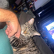 Mongol And Shotgun is registered to the contest to win money with this photo: cat, tabby_cat, hand, human_arm, feline, pet, indoor, couch, blanket, relaxing, animal, fur, striped, living_room, television, furniture, comfort, resting, domestic_animal, closeup