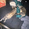 Mongol And Shotgun is registered to the contest to win money with this photo: animals, bed, bedroom, blanket, cat, cats, clothing, cuddling, home, indoor, laundry, lying_down, pets, pillow, playing, relaxed, shopping_bag, sleeping, striped_fur, tabby