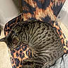 cat, tabby, sleeping, chair, leopard_print, fur, pet, indoor, resting, striped, animal, cozy, domestic_cat, collar, paw, floor, blanket, pattern, feline, relaxation