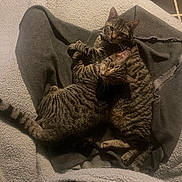 Mongol And Shotgun is registered to the contest to win money with this photo: animals, bed, black, blanket, brown, cat, cats, cozy, cuddling, ears, feline, indoor, pet, portrait, relaxed, sleeping, striped_fur, tabby, two_cats, whiskers